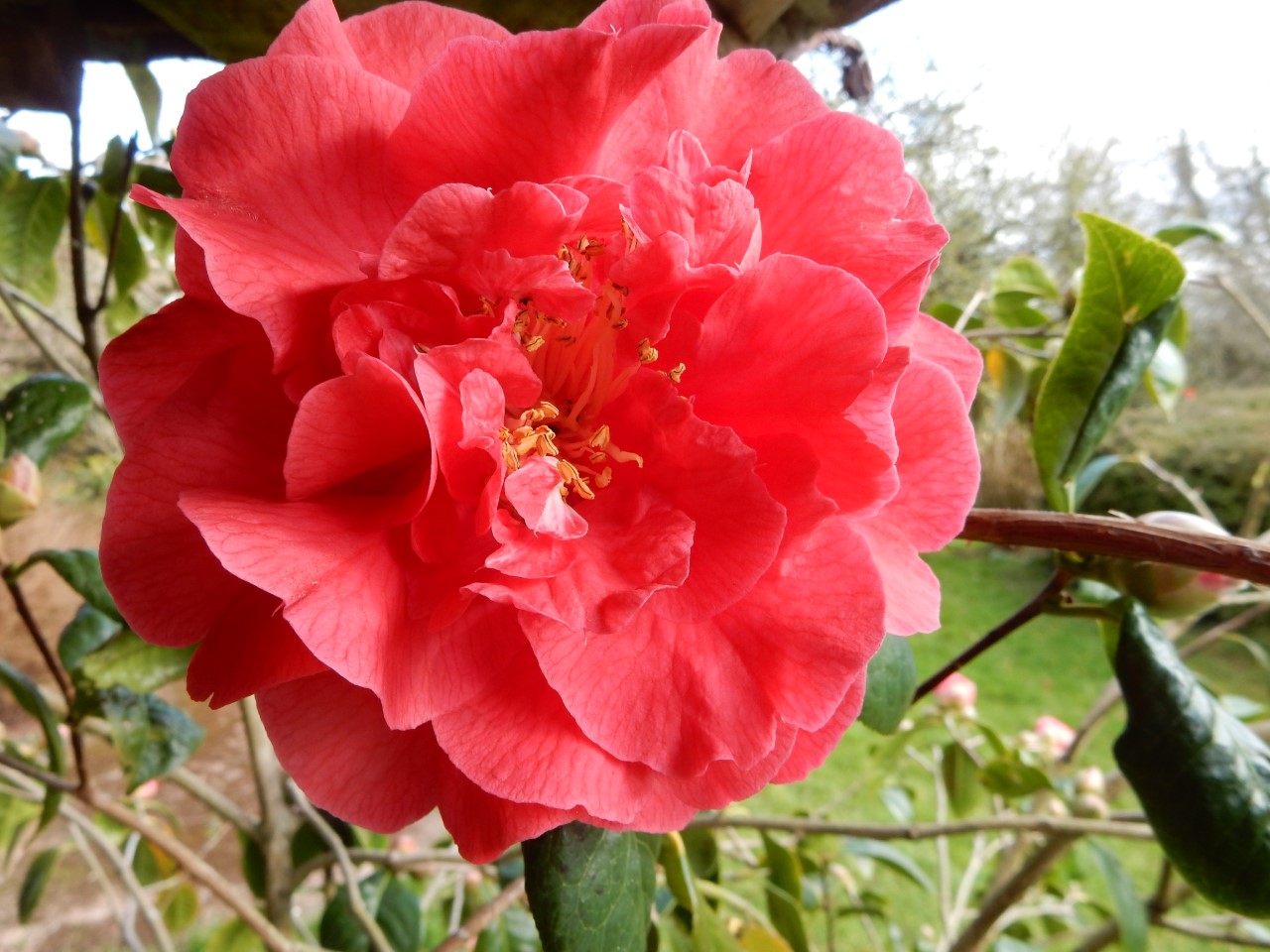 C. 'Dr Clifford Parks' AGM